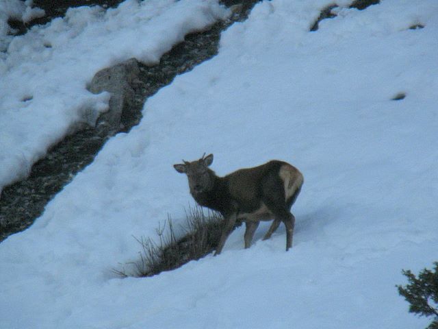 PASSIONE PER IL CERVO
