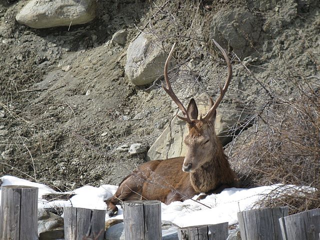 PASSIONE PER IL CERVO