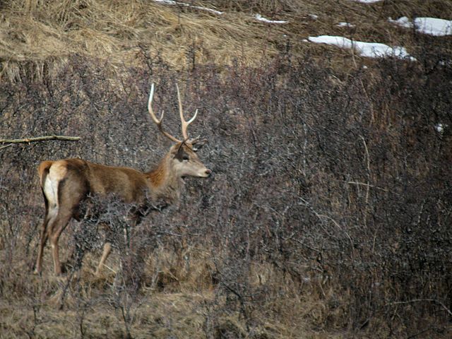 PASSIONE PER IL CERVO