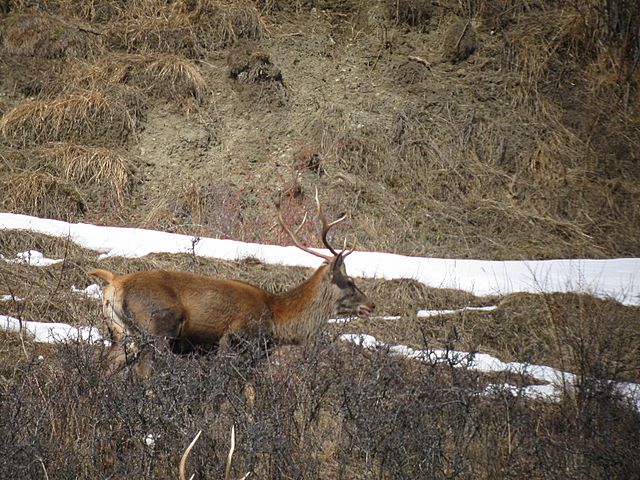 PASSIONE PER IL CERVO