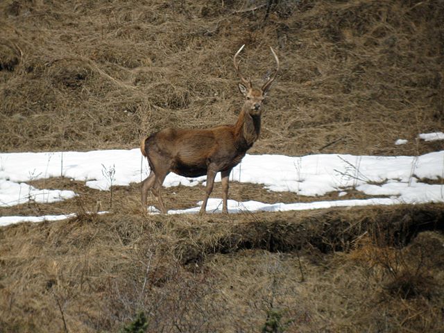 PASSIONE PER IL CERVO