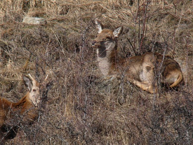 PASSIONE PER IL CERVO