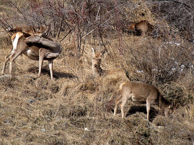 PASSIONE PER IL CERVO