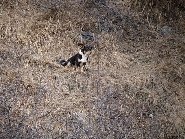 PASSIONE PER IL CERVO