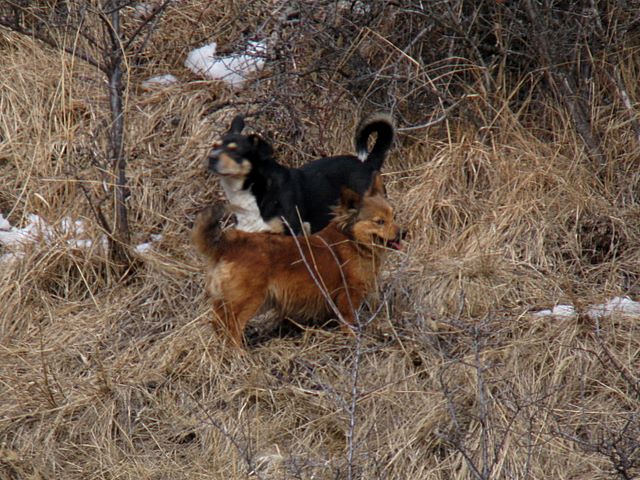 PASSIONE PER IL CERVO