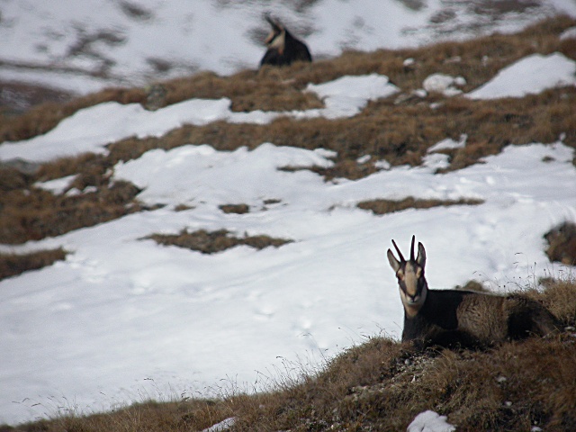 Periodo degli amori per il camoscio