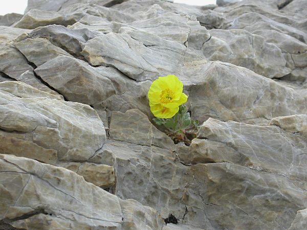 Papaver alpinum / Papavero alpino