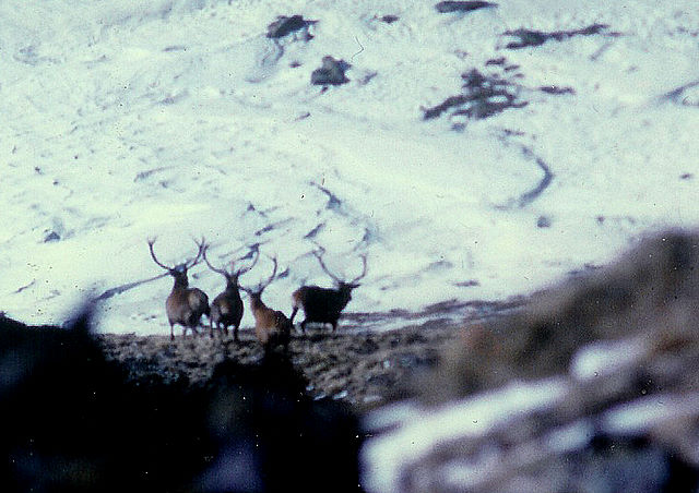 PASSIONE PER IL CERVO