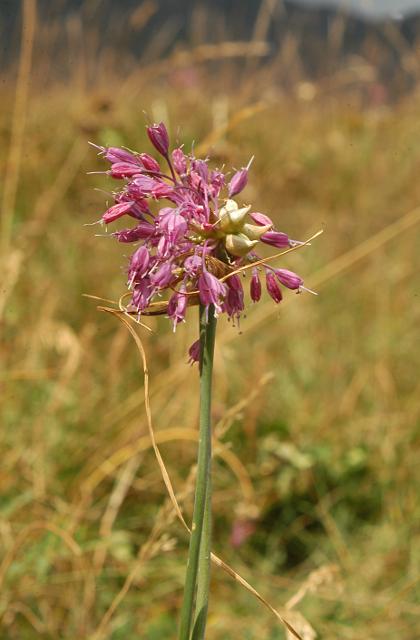 Allium carinatum / Aglio delle streghe