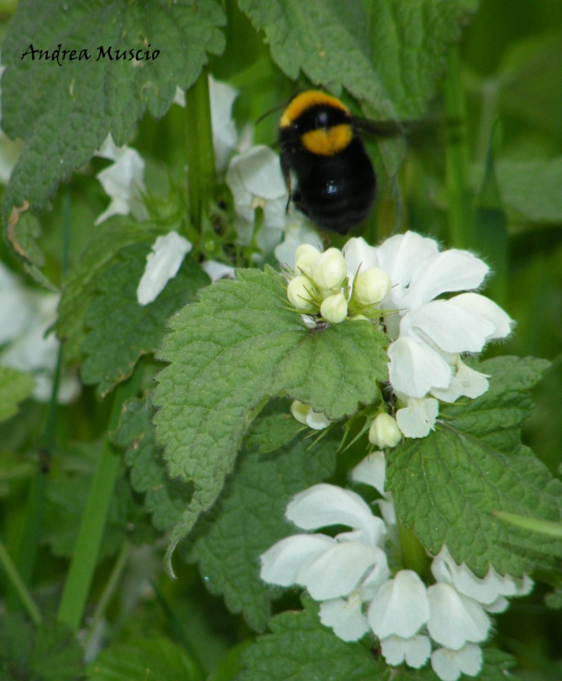 Bombus argillaceus (Apidae)