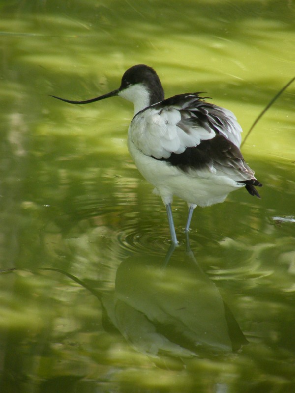 avocetta(Recurvirostra avosetta )