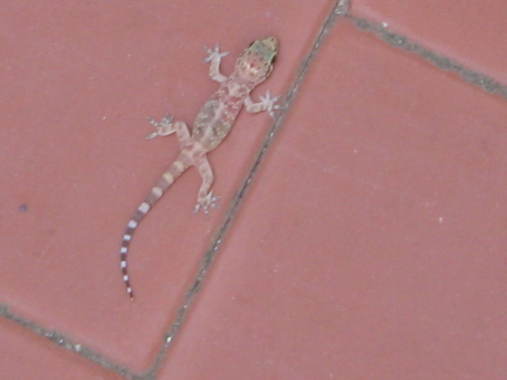 Geco verrucoso (Hemidactylus turcicus)