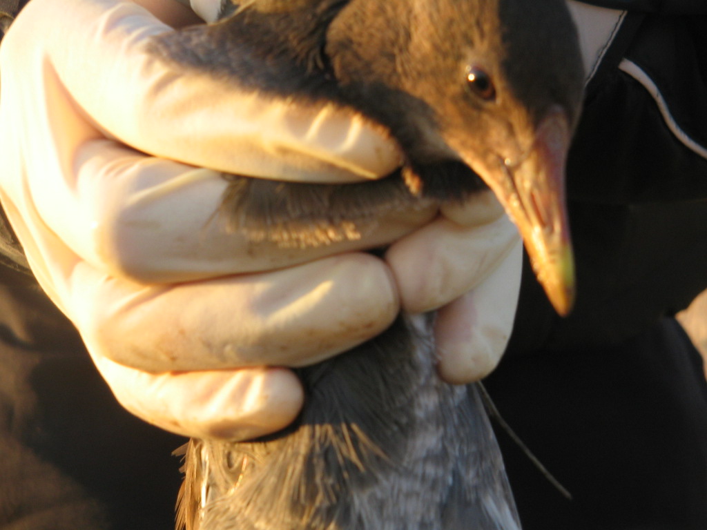 gallinella d''acqua?