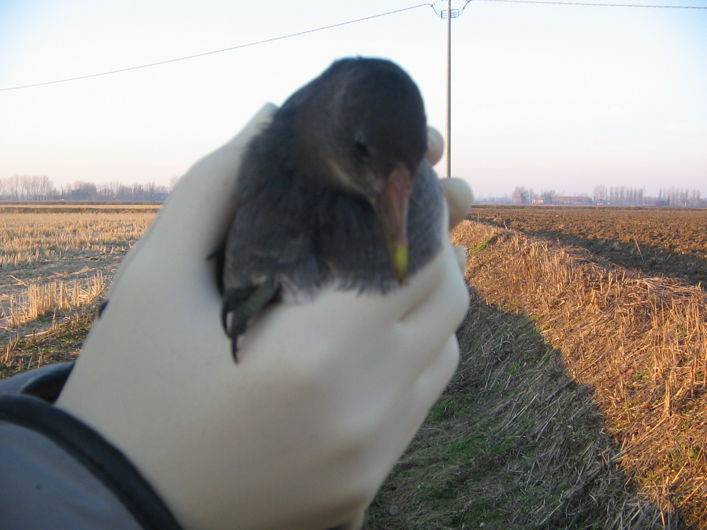 gallinella d''acqua?