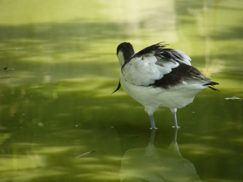 avocetta(Recurvirostra avosetta )