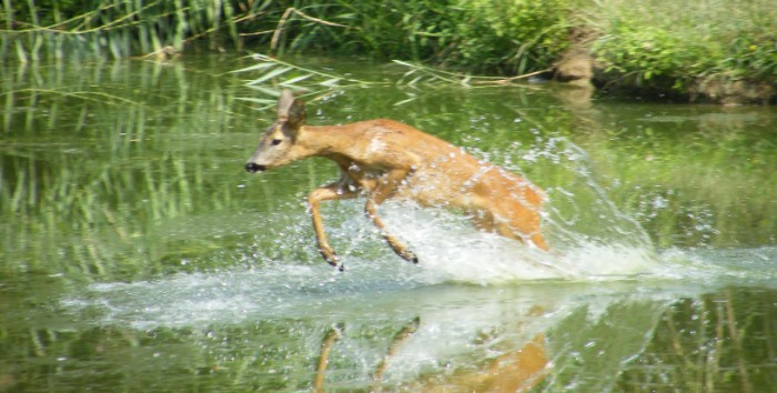 capriolo(Capreolus capreolus)