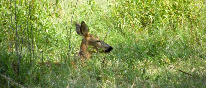 capriolo(Capreolus capreolus)