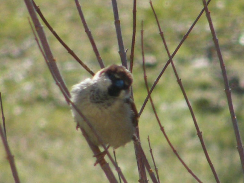uccelli nel mio giardino