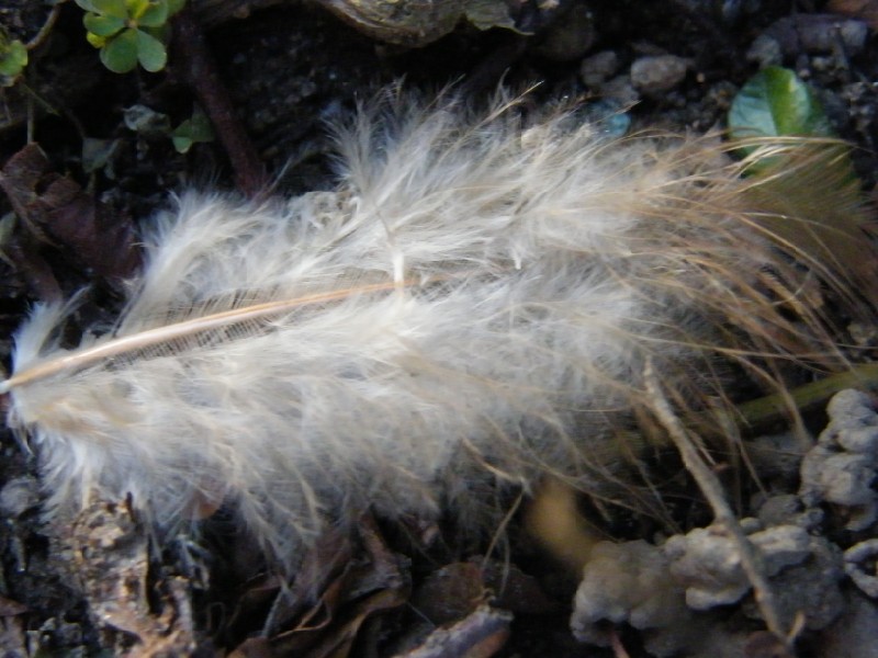 id penne - Piccione (Columba livia)