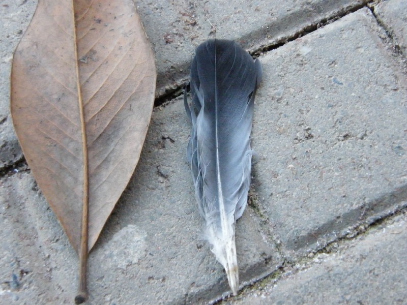 id penne - Piccione (Columba livia)