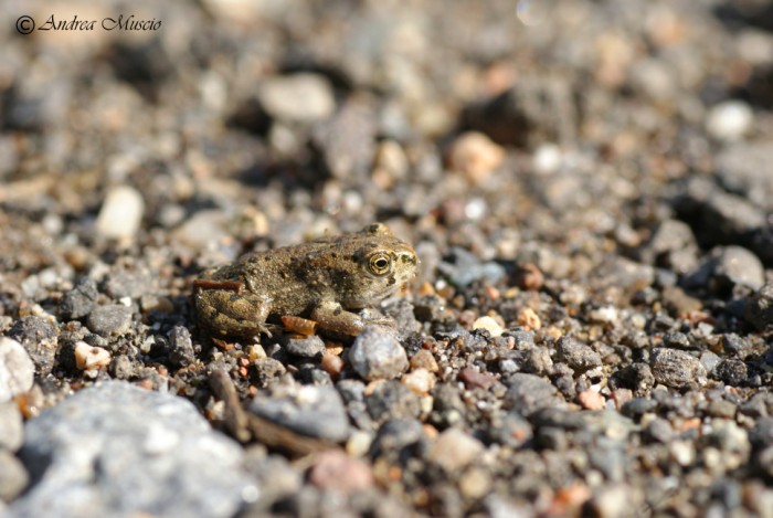 un piccolo smeraldino