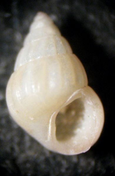 Torre Inserraglio (LE) -25m (Pusillina 34-2017)