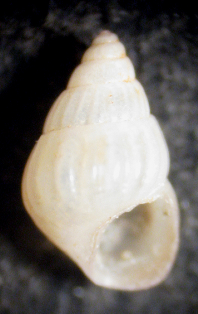 Torre Inserraglio (LE) -25m (Pusillina 34-2017)