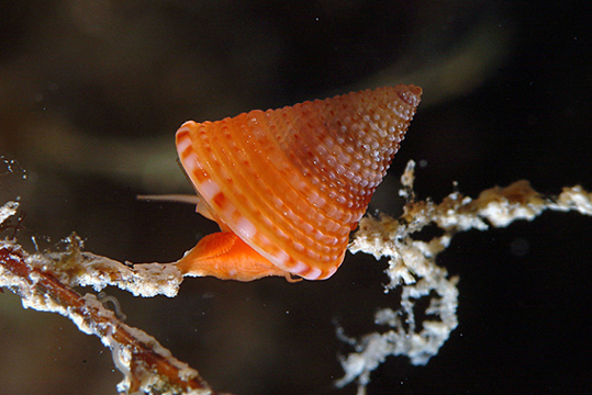 Calliostoma conulus juvenis