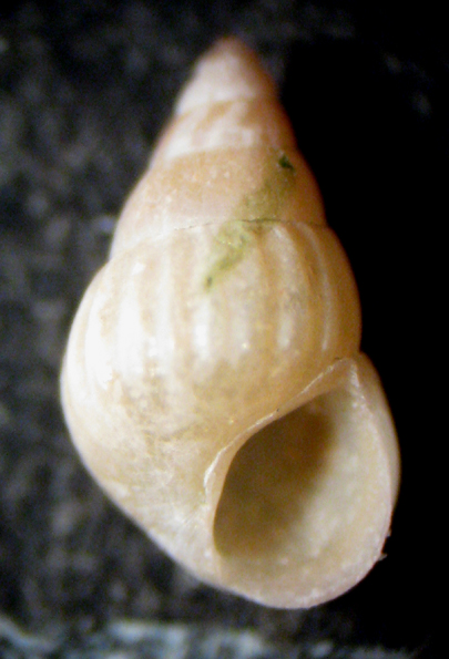 Torre Inserraglio (LE) -25m (Pusillina 34-2017)