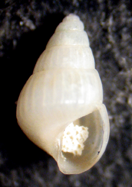 Torre Inserraglio (LE) -25m (Pusillina 34-2017)