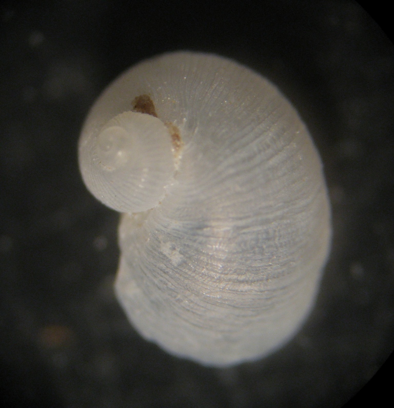 Alghero spiaggia (90 - 807/8)