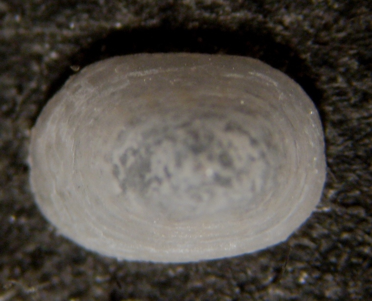 Alghero spiaggia (91 - 809/10)