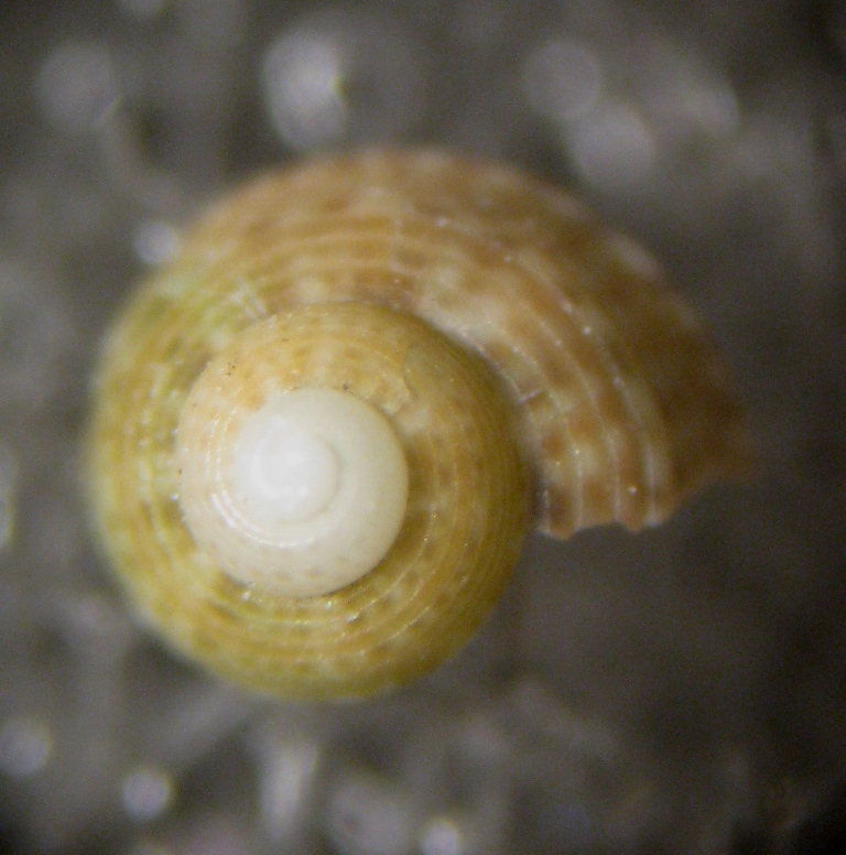 Alghero spiaggia (95 - 813/4/5)