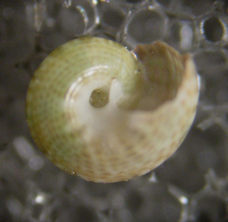 Alghero spiaggia (95 - 813/4/5)