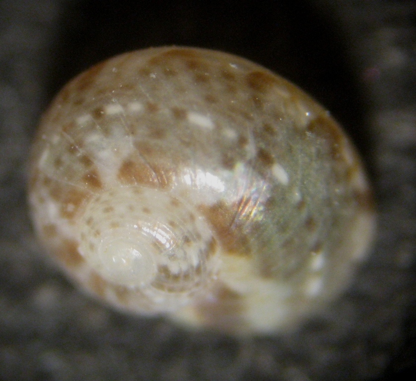 Alghero spiaggia (96- 816/7)