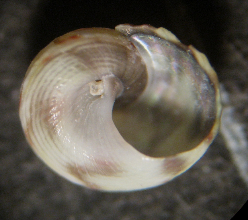 Monodonta sp. giovanile