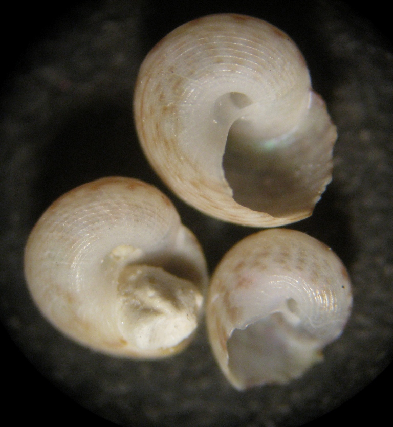 Alghero spiaggia (98 - 820/1)