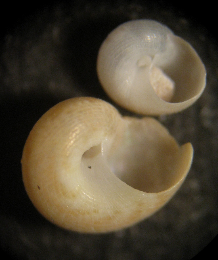 Alghero spiaggia (99 - 822/3)