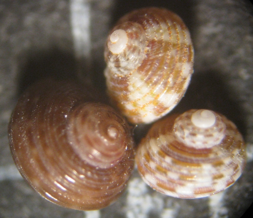 Alghero spiaggia (101 - 826/7)