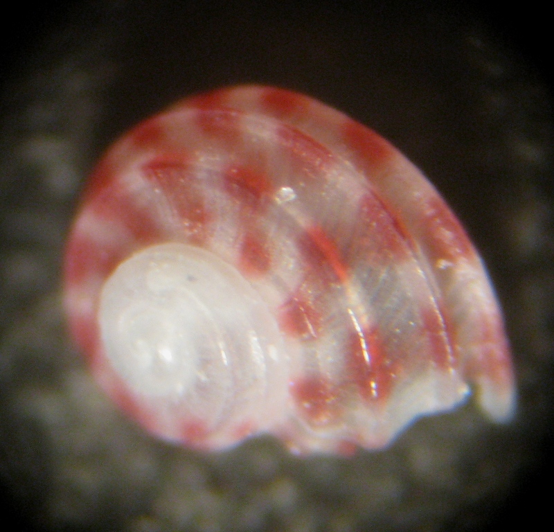 Alghero spiaggia (102 - 828/9)