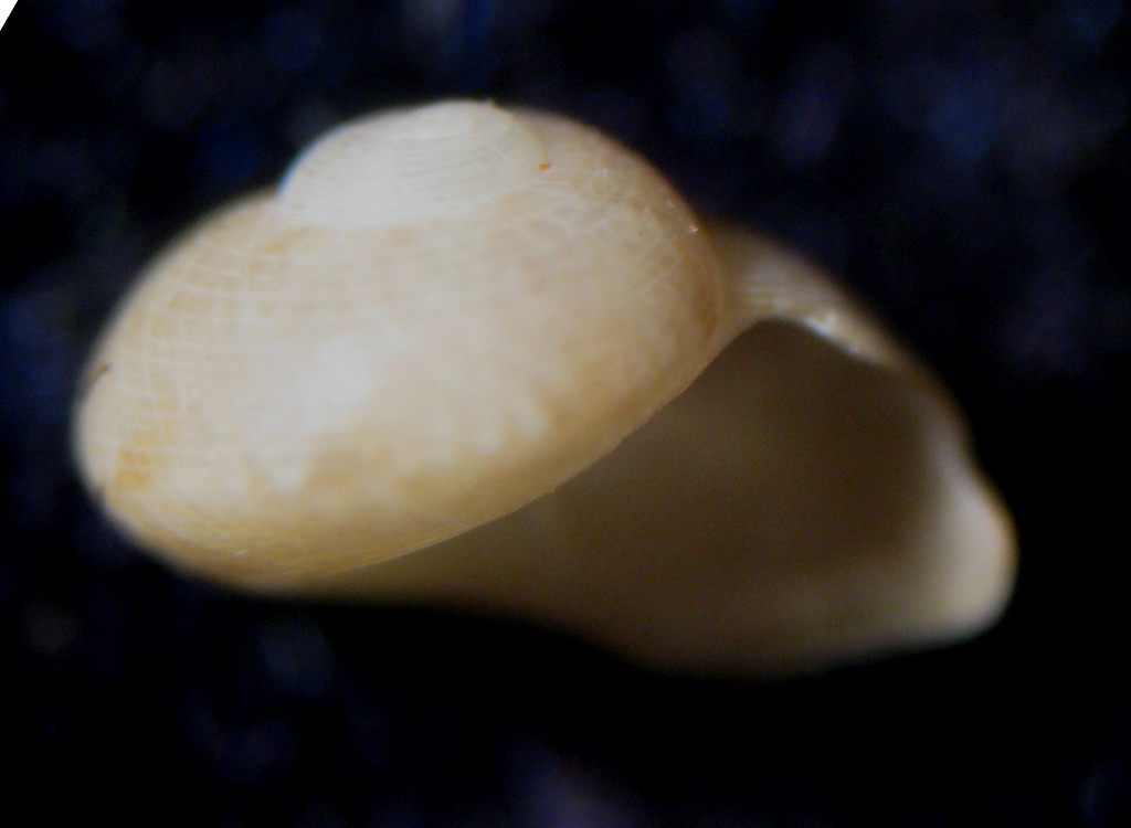 Alghero spiaggia (99 - 822/3)