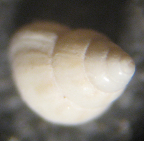 Ortona 80m (81-940/1)