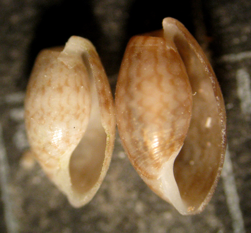 Malta spiaggia (5-1030/1)
