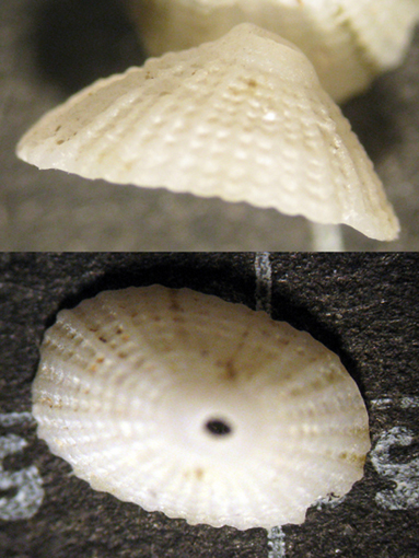 Malta spiaggia (11/12-1034/6)
