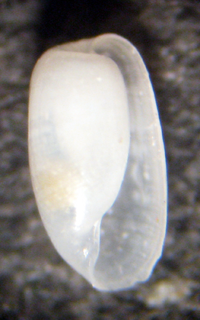 Malta spiaggia (20-1044)