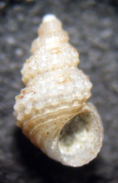 La Herradura 19mt (6-1185)