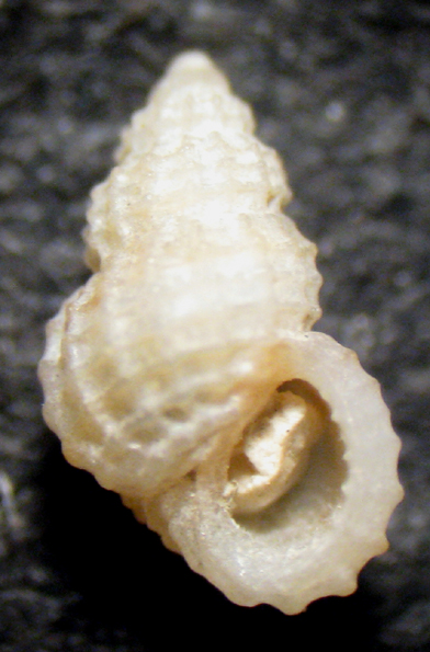 La Herradura 19mt (7-1187)