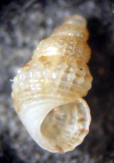 Cabopino spiaggia (7-1198)