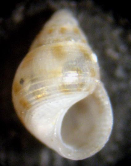Cabopino spiaggia (14-1206)