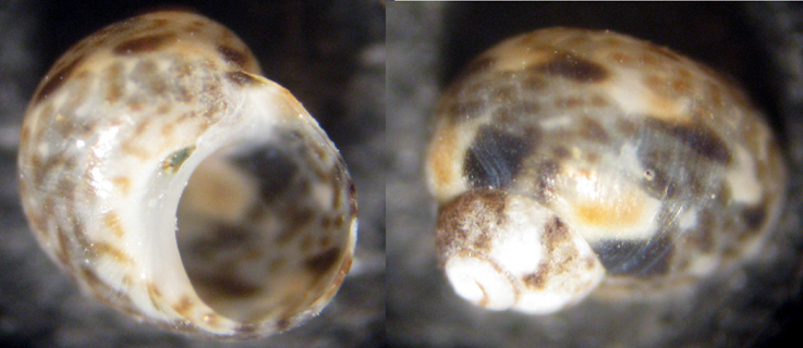 Cabopino spiaggia (4-1195)